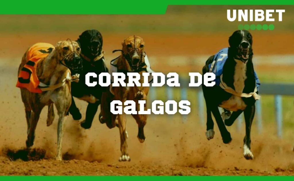 corrida de galgos no site Unibet Brasil